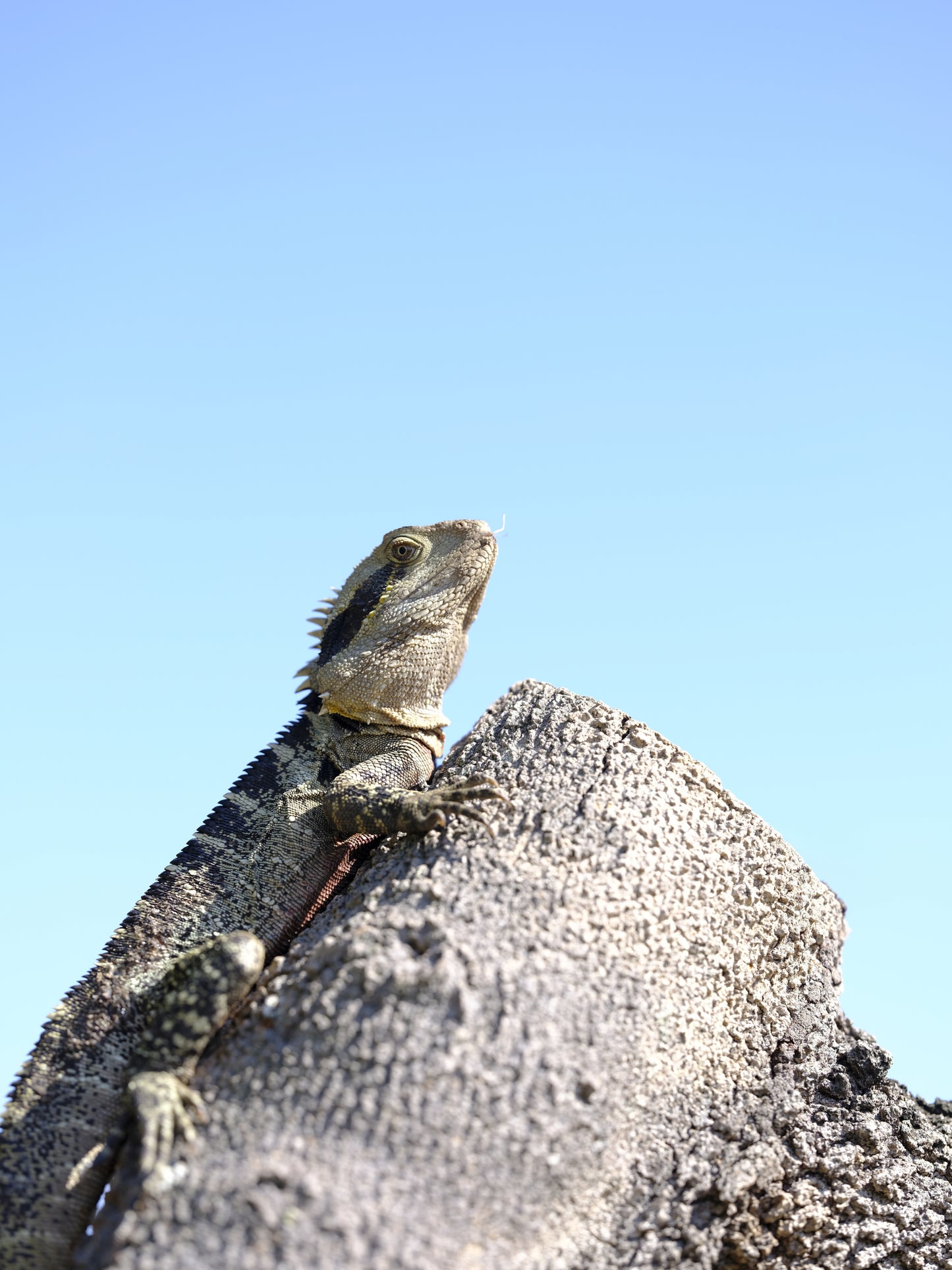 Australian lizard basking in sunlight on rock native reptile wildlife