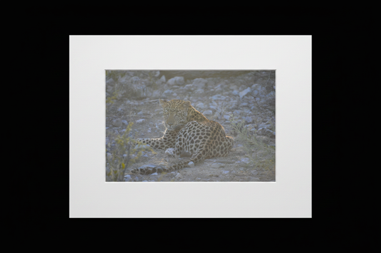 Namibia Leopard mat board mockup