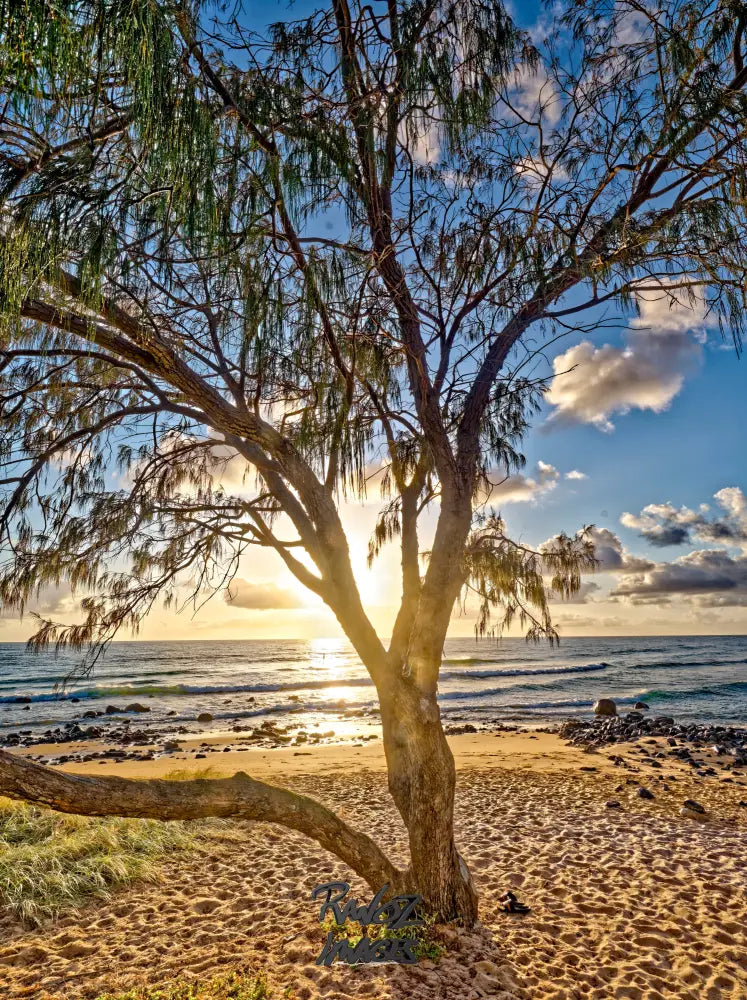 Coastal she-oak tree silhouetted against first light Australian beach