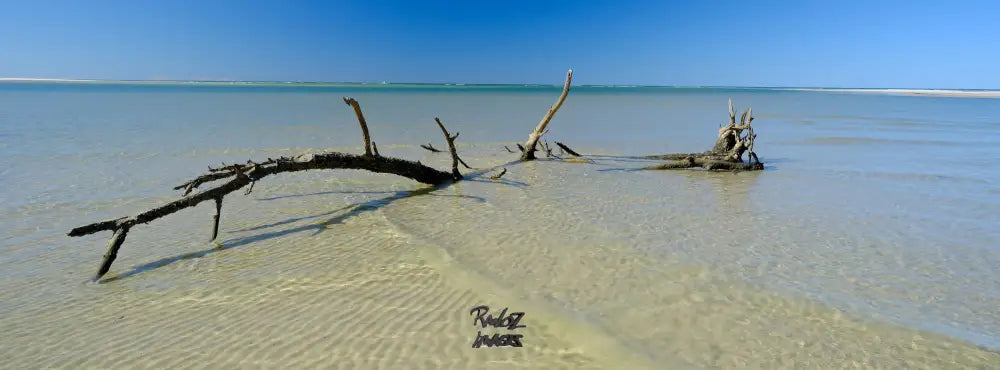 Fallen trees at mouth of Theodilite Creek Woodgate coastal erosion landscape