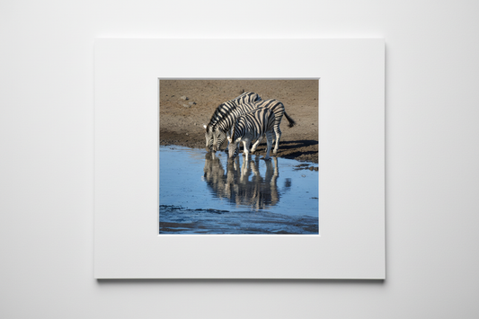 Zebras at the Waterhole — White Matt Board
