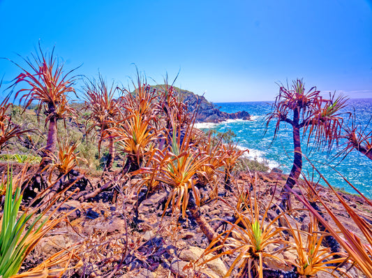 Sun Burnt Screw Pines — Fine Art Photography Print | Australian Coastal Nature Wall Art