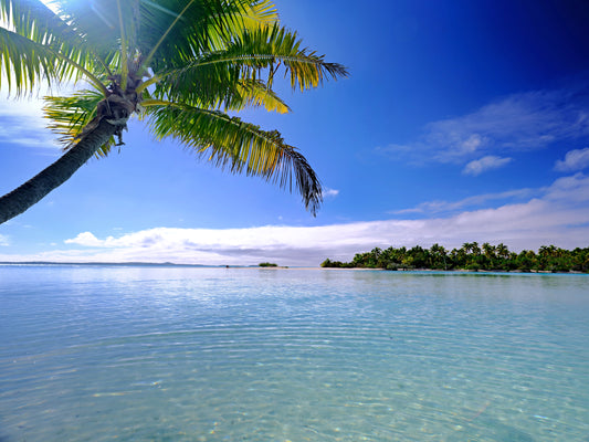 Palm Paradise — Cook Islands | Raw World/Earth Images | Limited Edition Fine Art Print