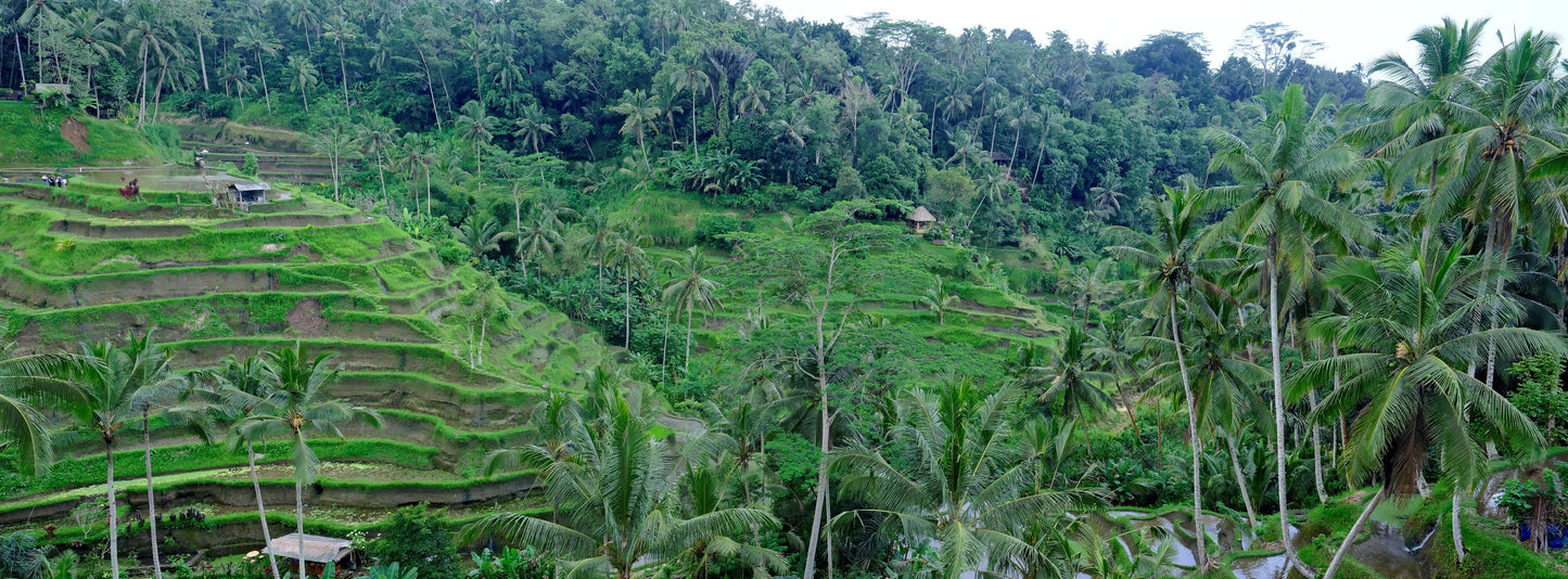Paddies and Palms — Bali | Raw World/Earth Images | Limited Edition Fine Art Print