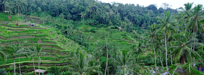 Paddies and Palms — Bali | Raw World/Earth Images | Limited Edition Fine Art Print