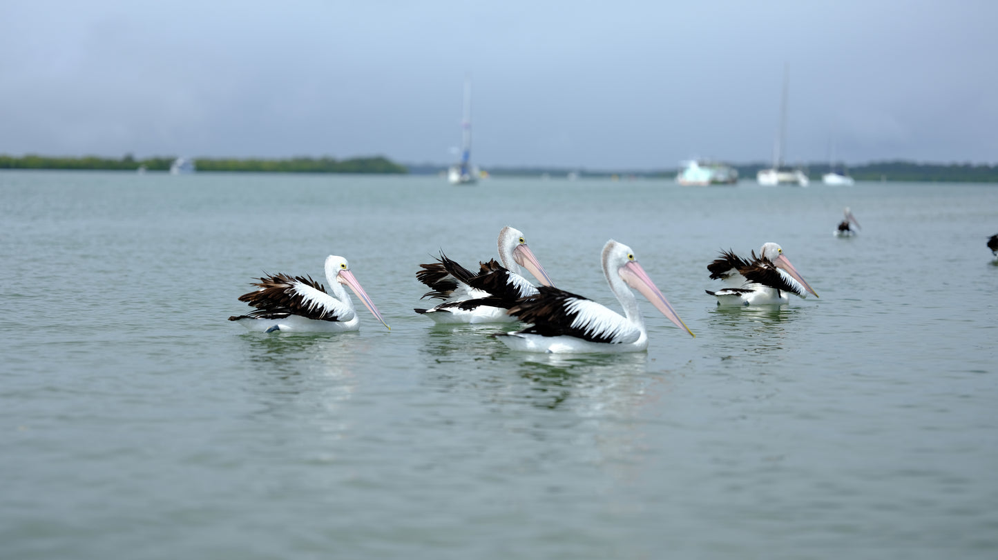Pelicans cruising down Bribie Passage iconic Australian waterbirds