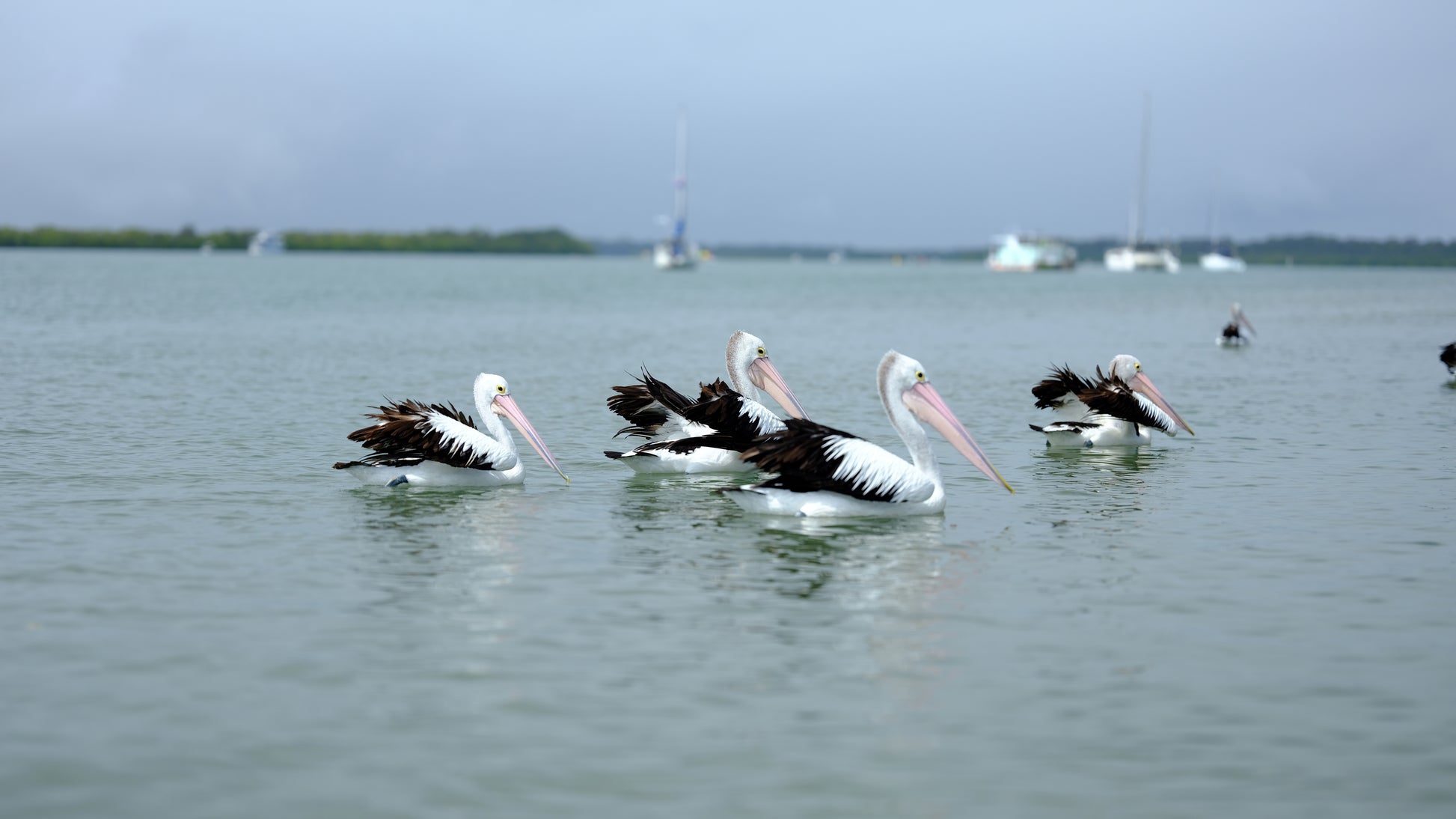 Pelicans cruising down Bribie Passage iconic Australian waterbirds