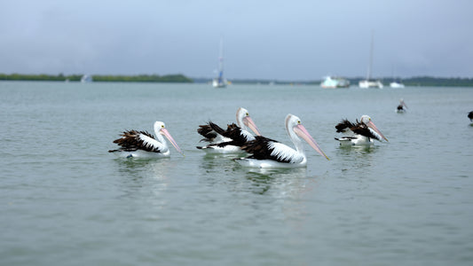 Pelicans cruising down Bribie Passage iconic Australian waterbirds