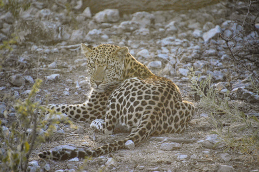 Ghost of the Night — Female Leopard, Namibia | Limited Edition Fine Art Photography Print