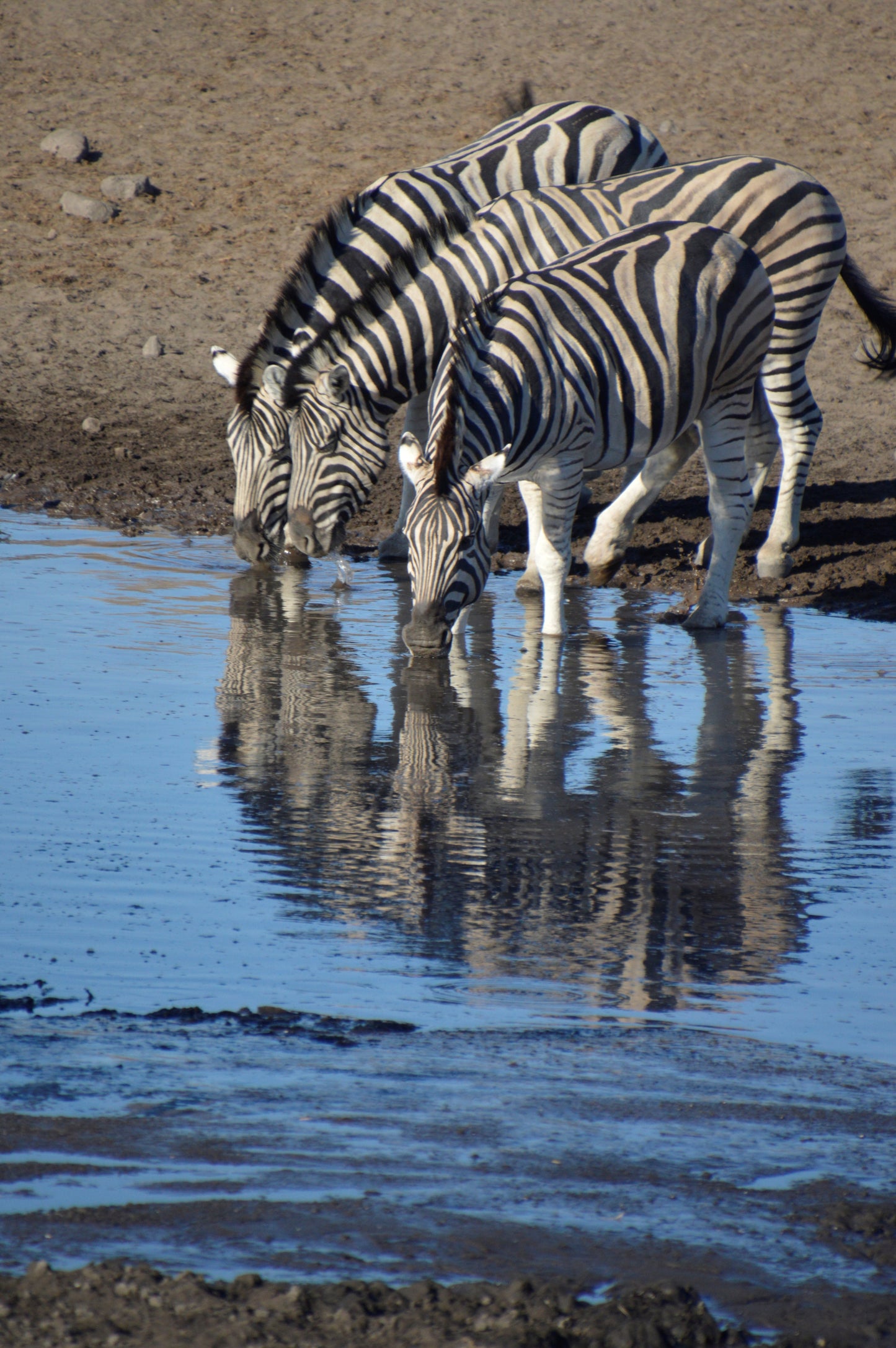 Zebras at the Waterhole — Namibia | Raw World/Earth Images | Limited Edition Fine Art Print