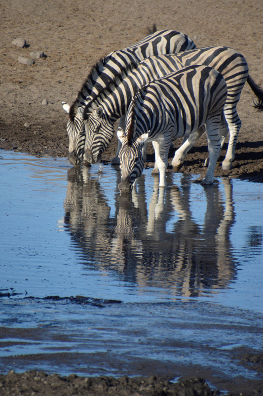 Zebras at the Waterhole — Namibia | Raw World/Earth Images | Limited Edition Fine Art Print
