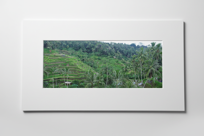 Paddies and Palms — White Matt Board