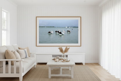 Pelicans Fine Art Photography Print — Australian Coastal Wildlife Wall Art