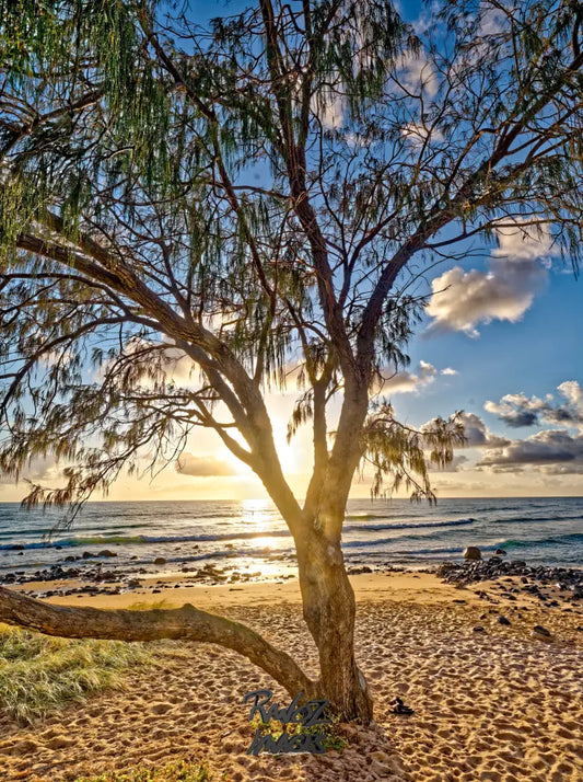Coastal she-oak tree silhouetted against first light Australian beach