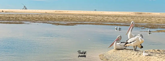 Relaxed Australian pelicans resting on beach coastal wildlife photography