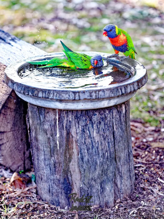 Colorful birds bathing in Carnia Gorge Australian native wildlife