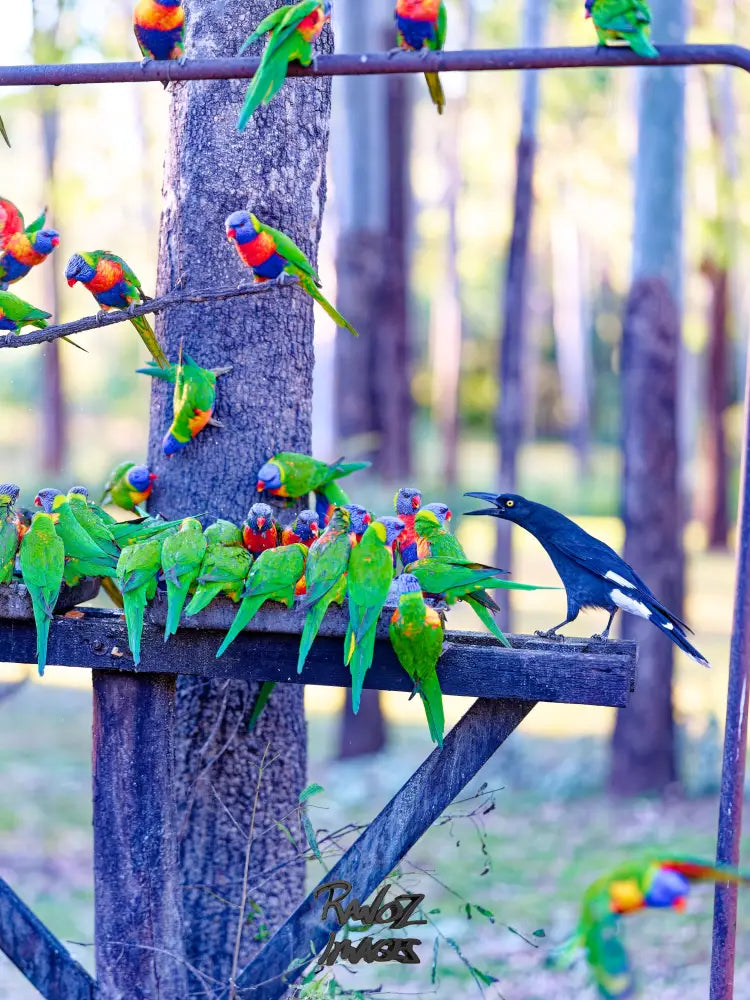 Currawong and rainbow lorikeets competing for food Australian birds