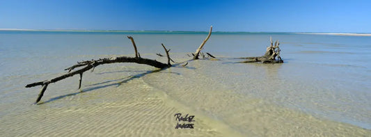 Fallen trees at mouth of Theodilite Creek Woodgate coastal erosion landscape