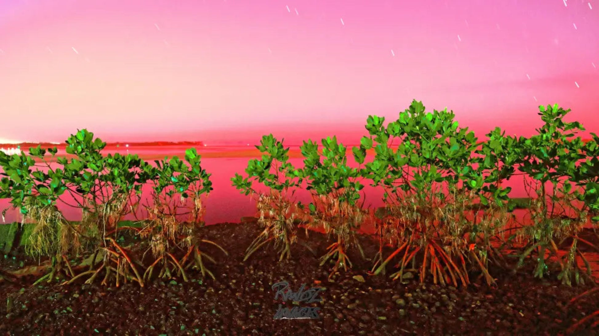 Mangroves under starry night sky with long exposure Australian coastal landscape