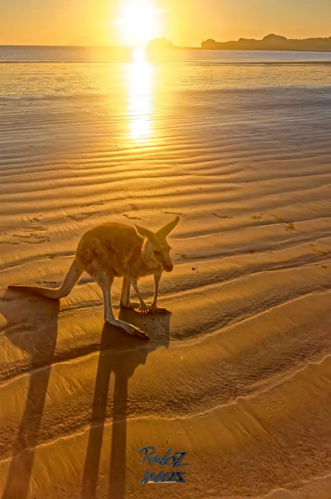 Wallaby silhouetted against golden sunrise at Cape Hillsborough Beach Queensland