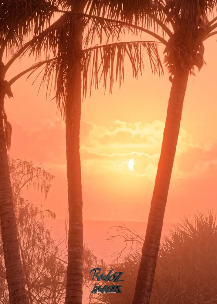 Palm tree illuminated by golden sunrise through sea mist Australian tropical