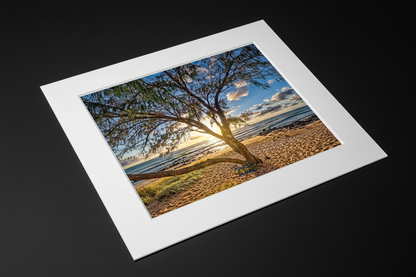 Sun Tree mat board